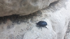 Protaetia opaca