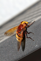 Volucella zonaria