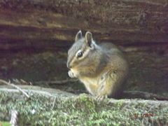 Neotamias ochrogenys