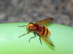 Volucella zonaria