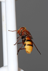 Volucella zonaria