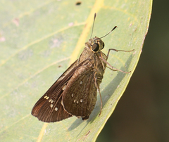 Pelopidas conjuncta narooa