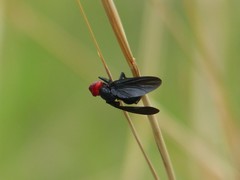 Bromophila caffra