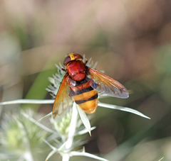 Volucella zonaria