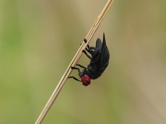 Bromophila caffra