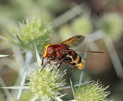 Volucella zonaria