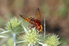 Volucella zonaria