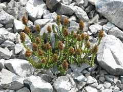 Veronica haastii