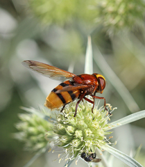 Volucella zonaria