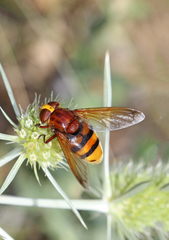 Volucella zonaria