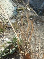 Matthiola odoratissima