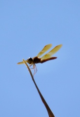 Perithemis tenera