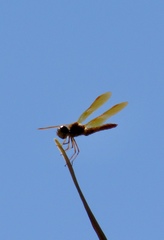 Perithemis tenera