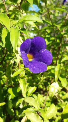 Thunbergia erecta image