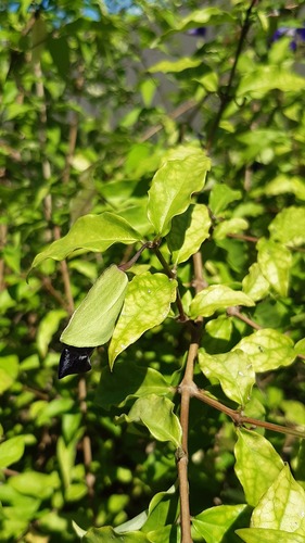 Thunbergia erecta image