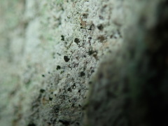 Microcalicium disseminatum