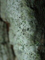 Microcalicium disseminatum