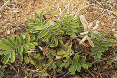 Tephrosia nicaraguensis