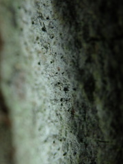 Microcalicium disseminatum
