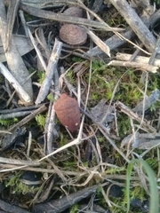 Solenosthedium bilunatum
