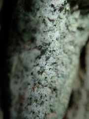 Microcalicium disseminatum
