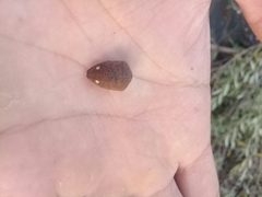 Solenosthedium bilunatum
