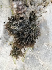 Acanthophora spicifera