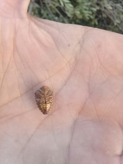 Solenosthedium bilunatum