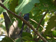 Dicrurus leucophaeus