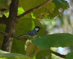 Parus cinereus