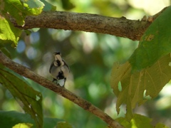 Parus cinereus