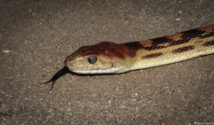 Pituophis vertebralis