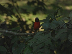 Pericrocotus flammeus