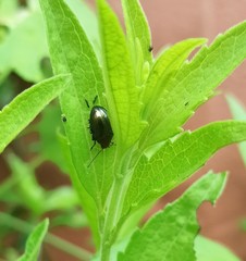 Eumolpinae