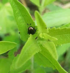 Eumolpinae
