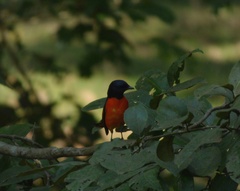 Pericrocotus flammeus