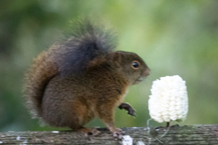 Sciurus granatensis