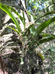 Leochilus oncidioides