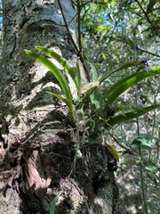Leochilus oncidioides