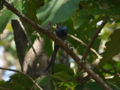 Dicrurus leucophaeus