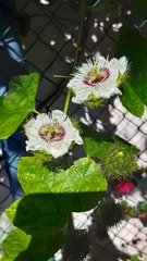 Passiflora vesicaria image
