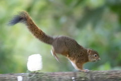 Sciurus granatensis
