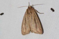 Nonagria typhae