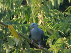 Columba elphinstonii