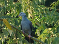 Columba elphinstonii