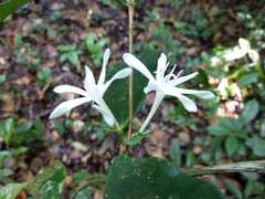 Argocoffeopsis afzelii