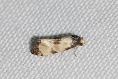 Neocochylis dubitana
