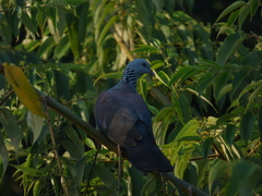 Columba elphinstonii