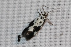 Ethmia quadrillella