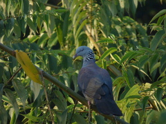 Columba elphinstonii